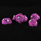 Spooky Myrkwood Trees